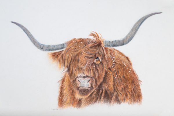 Highland Cow